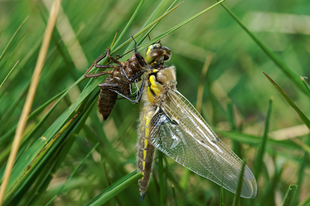 Vierflecklibelle bereit für die weite Welt