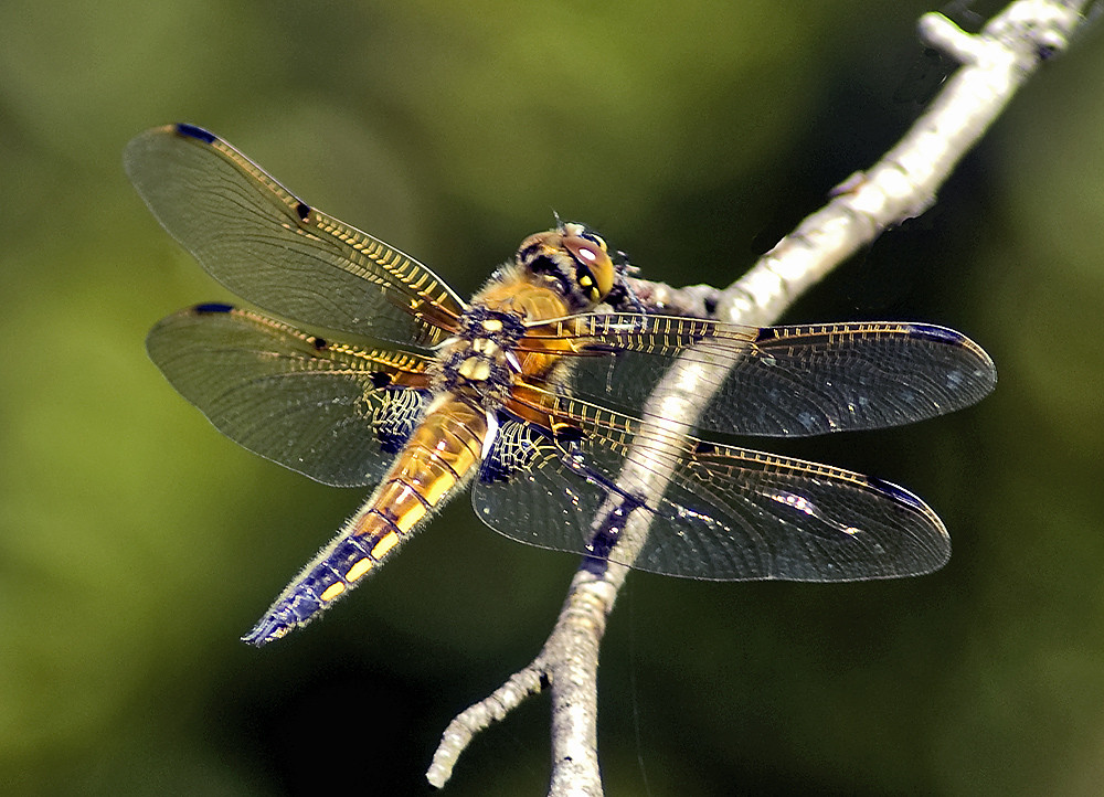 Vierflecklibelle