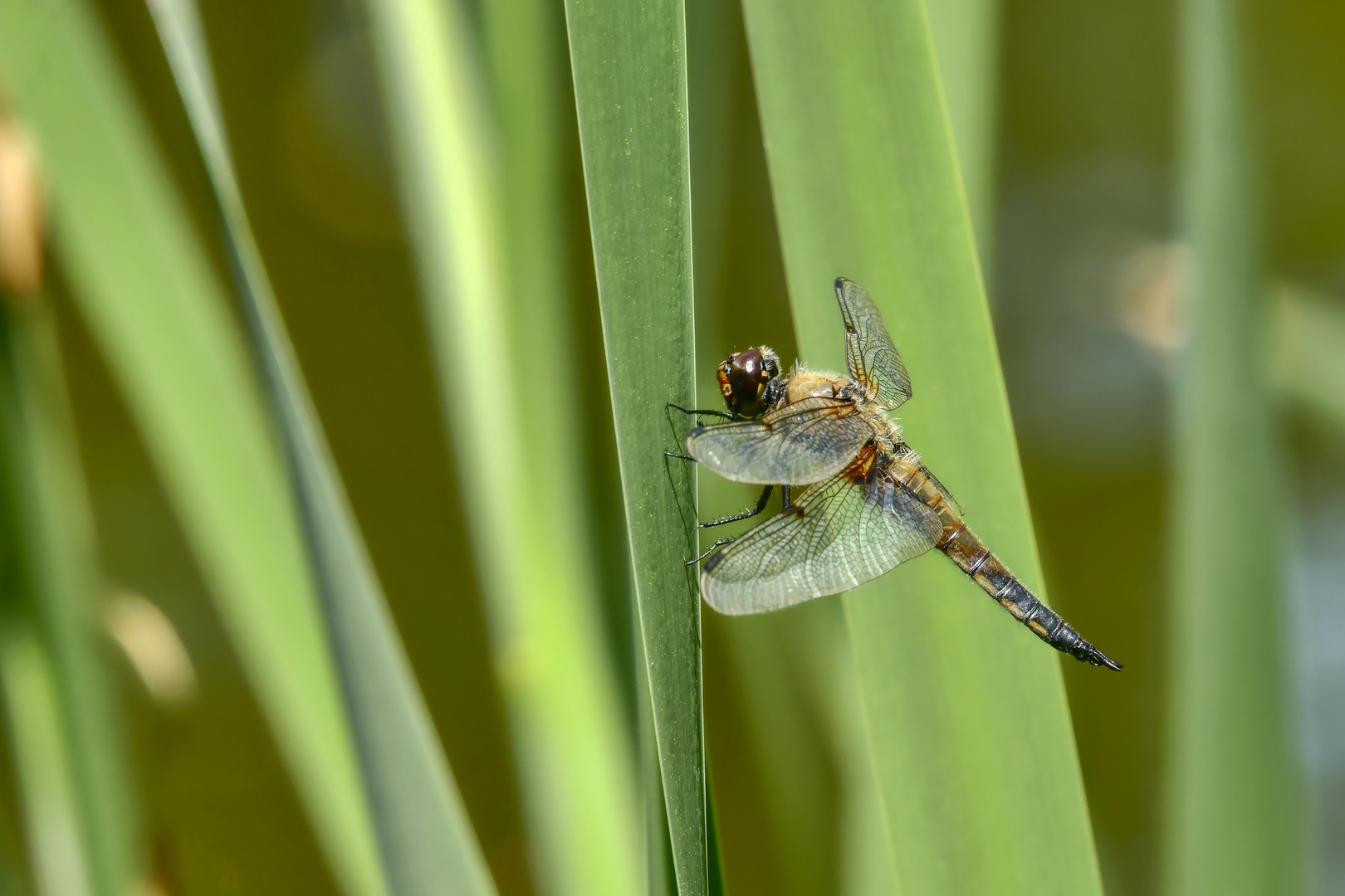 Vierflecklibelle