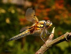 Vierflecklibelle