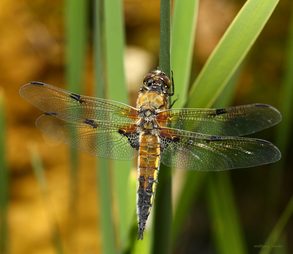 Vierflecklibelle