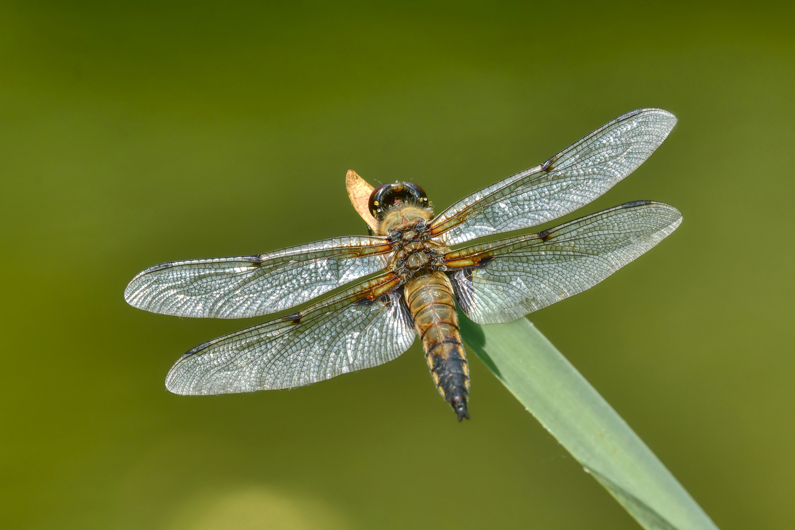 Vierflecklibelle