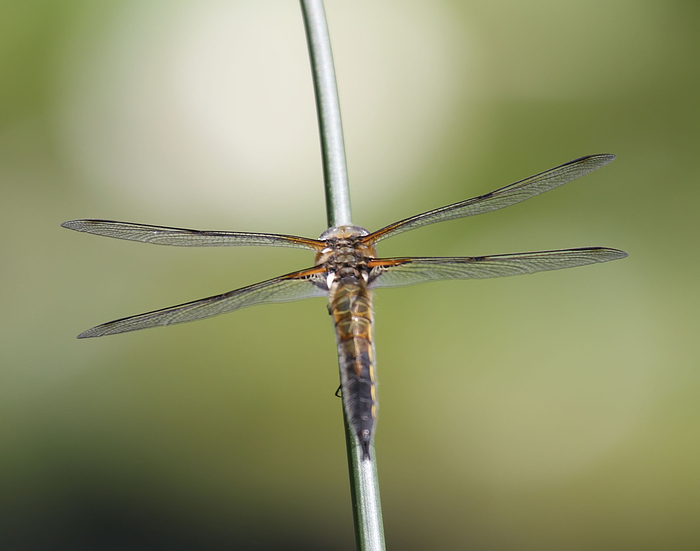 Vierflecklibelle