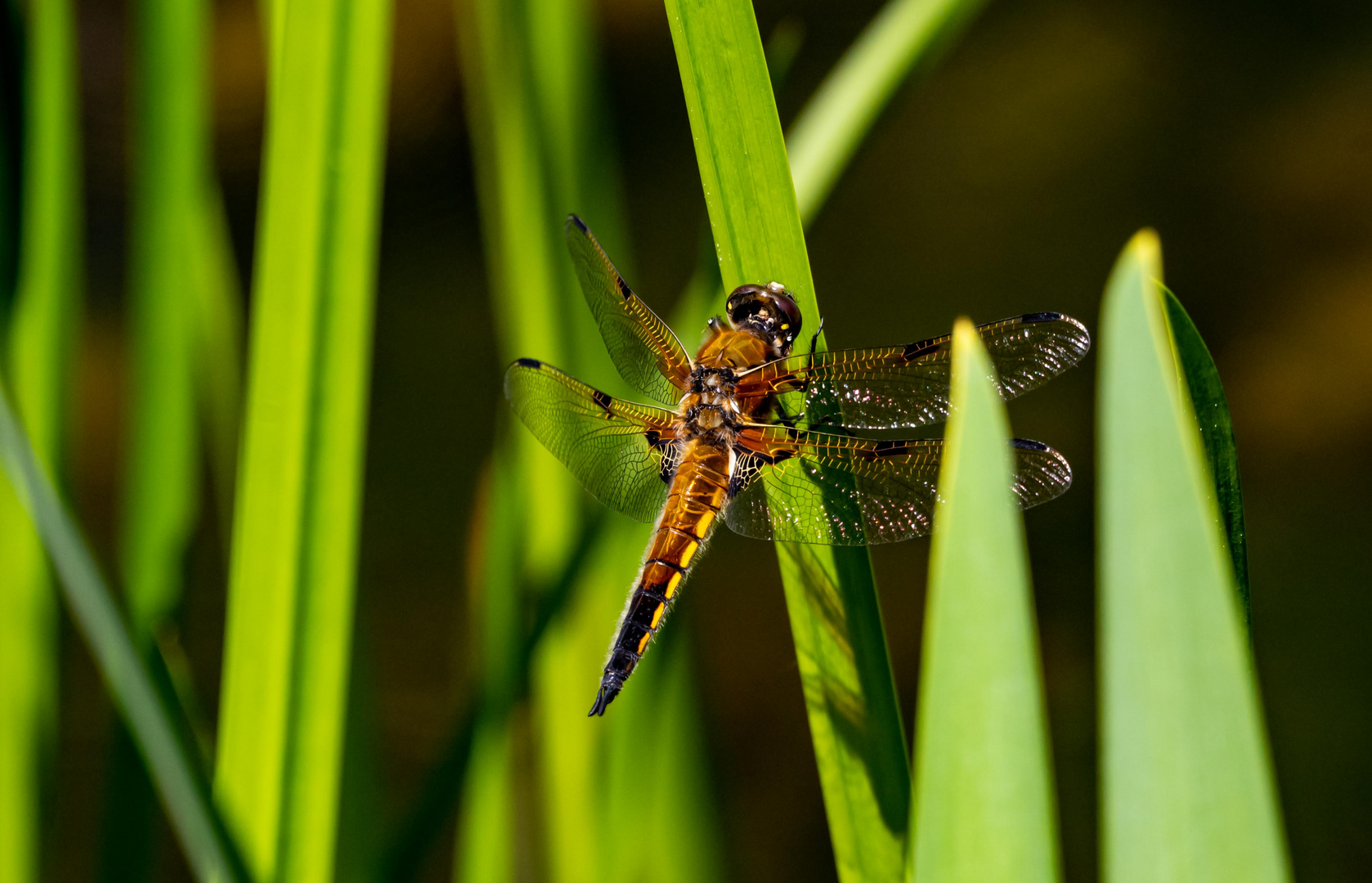 Vierflecklibelle