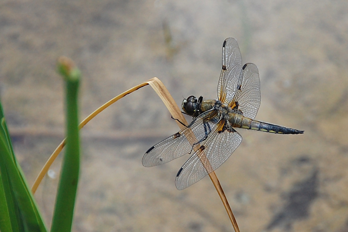 Vierflecklibelle