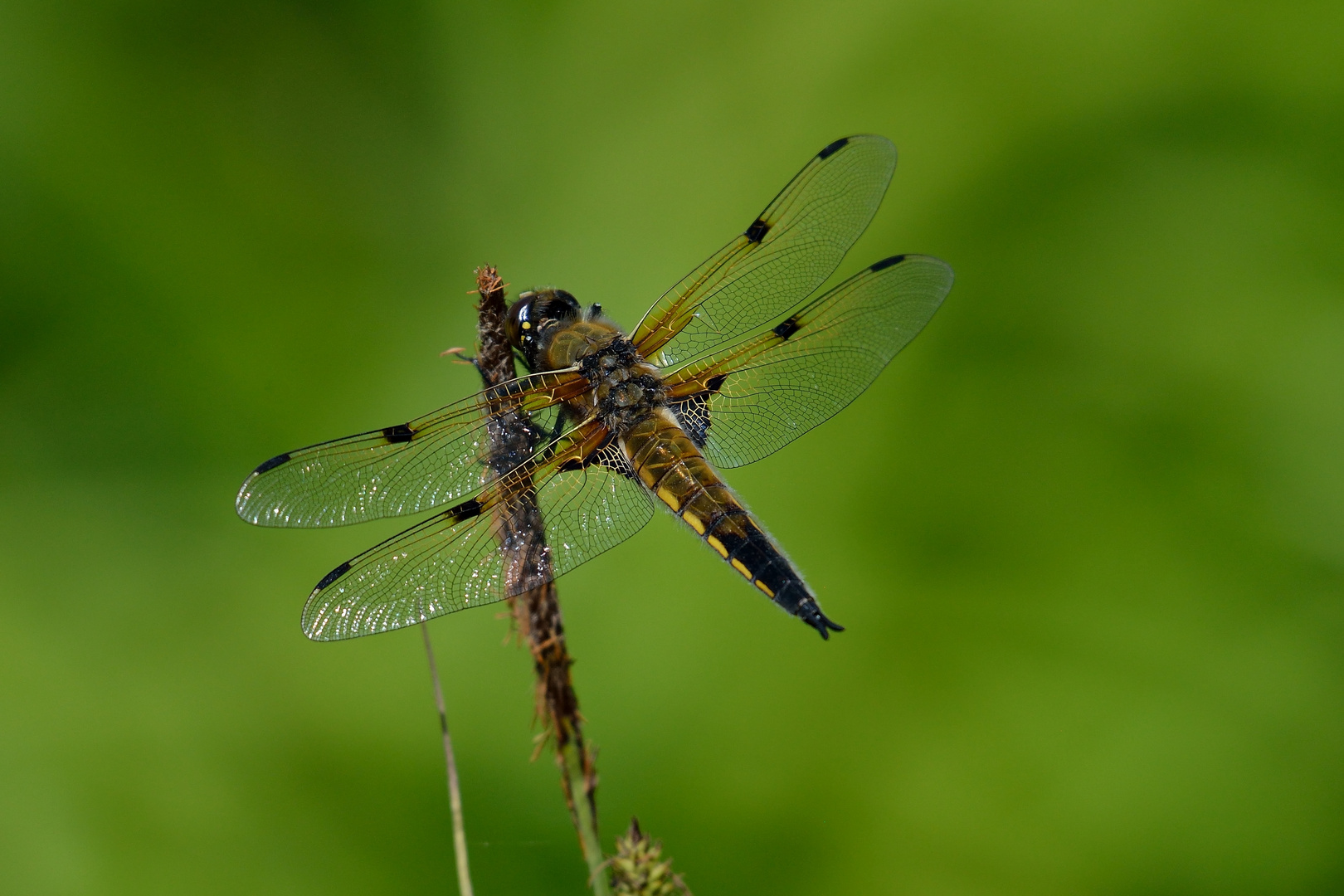 Vierflecklibelle