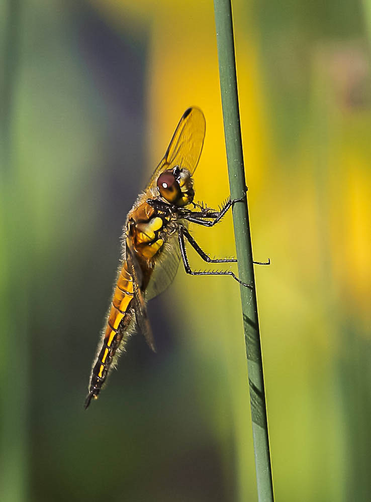 Vierflecklibelle