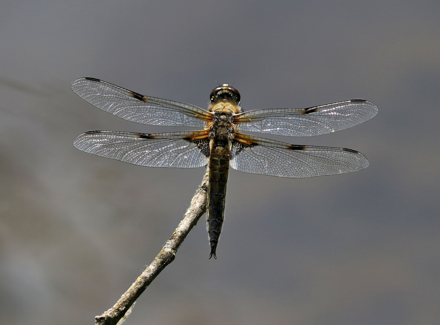 Vierflecklibelle