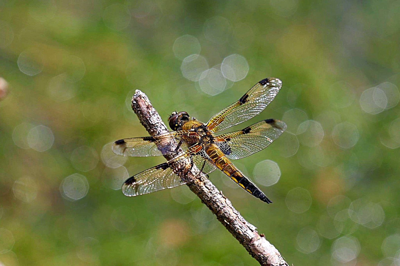 Vierflecklibelle