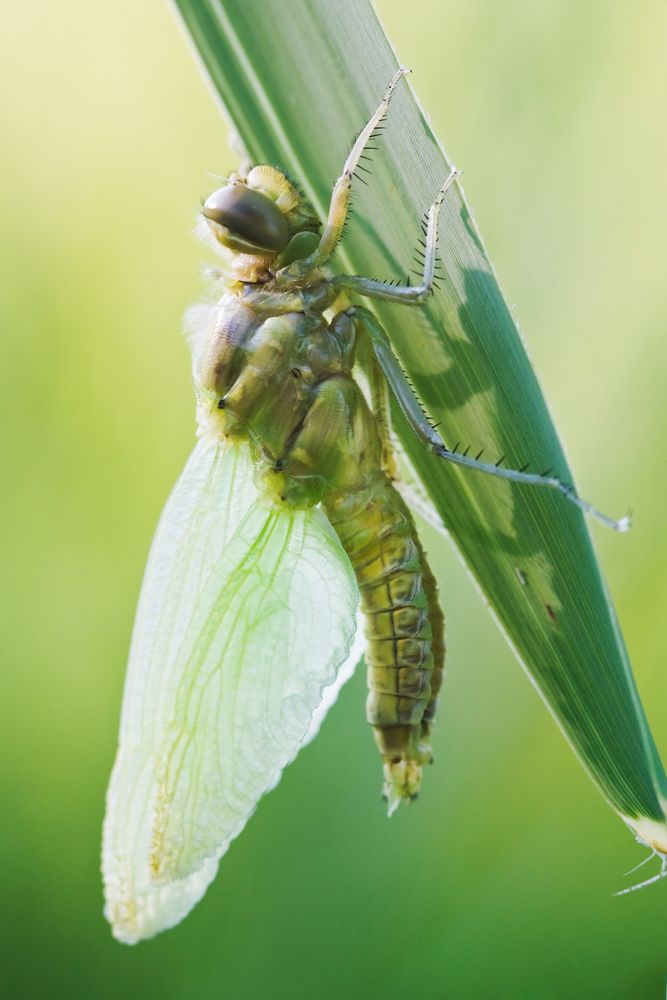 Vierflecklibelle