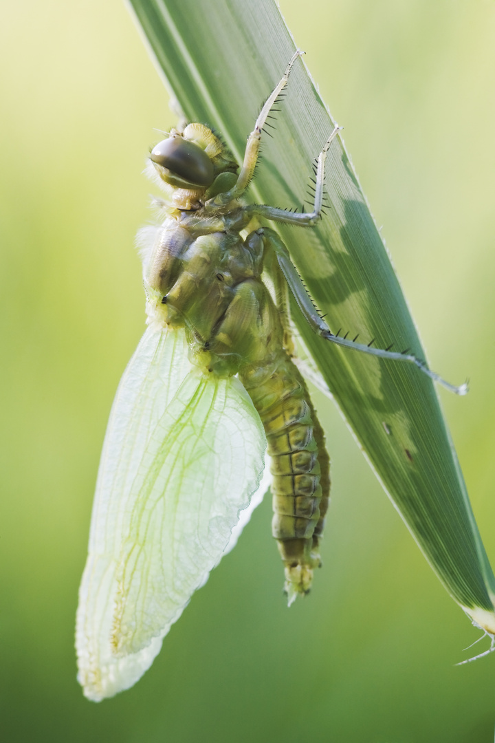 Vierflecklibelle