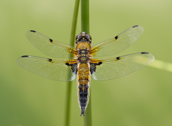 Vierflecklibelle