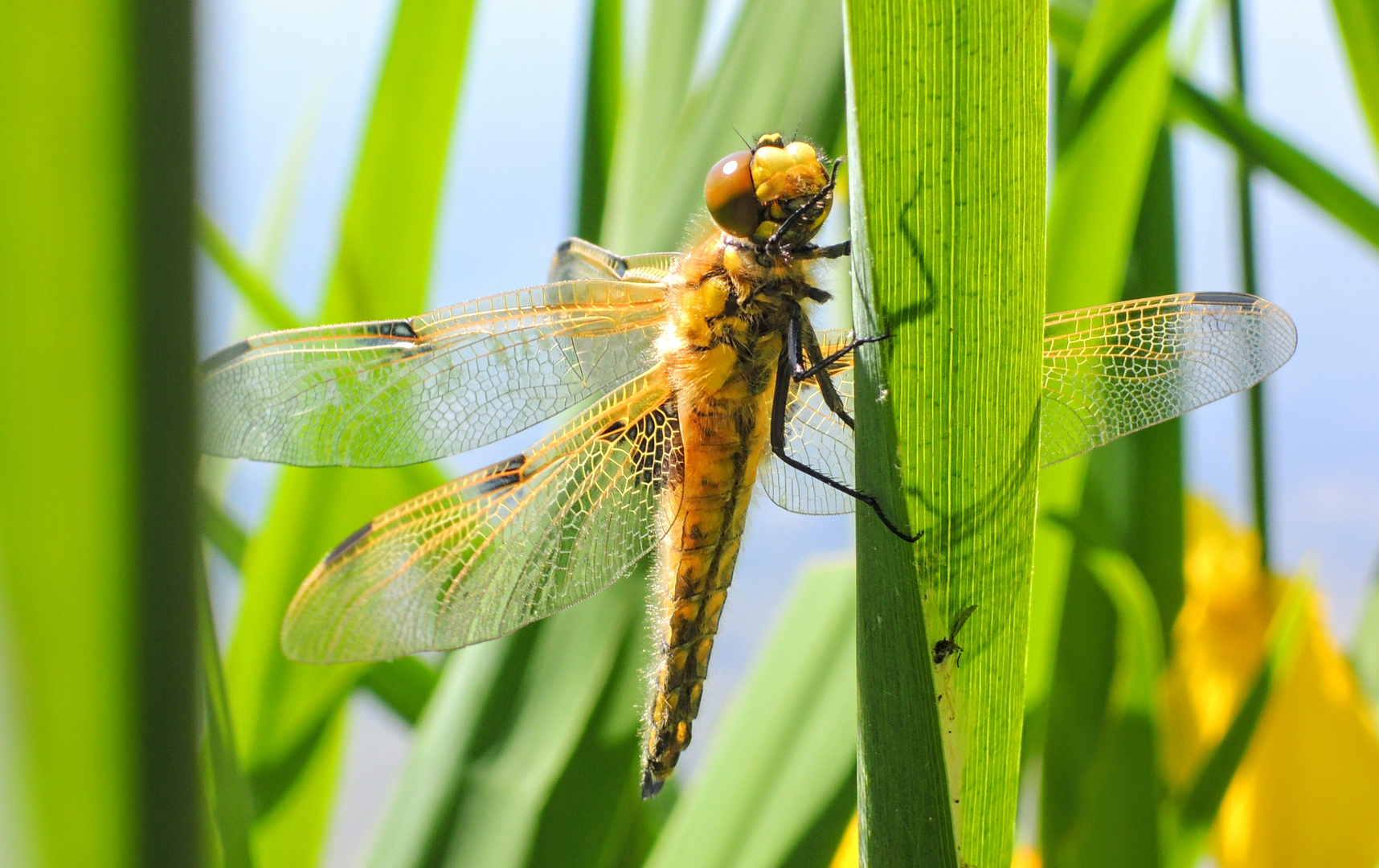 Vierflecklibelle