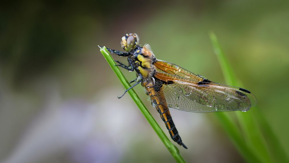 vierflecklibelle