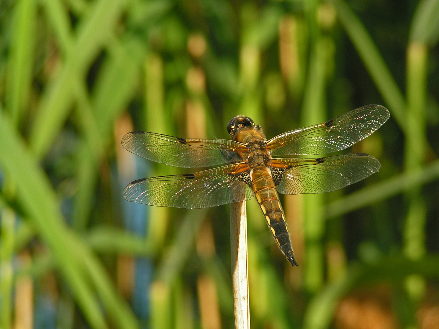 Vierflecklibelle