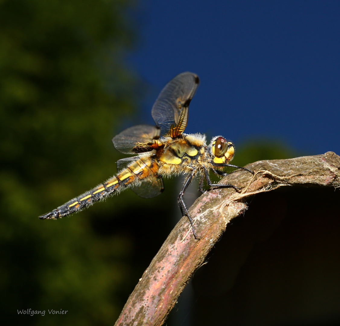 Vierflecklibelle