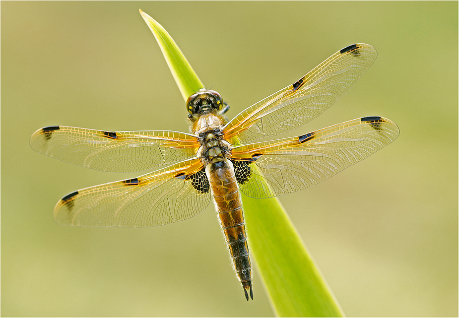 Vierflecklibelle