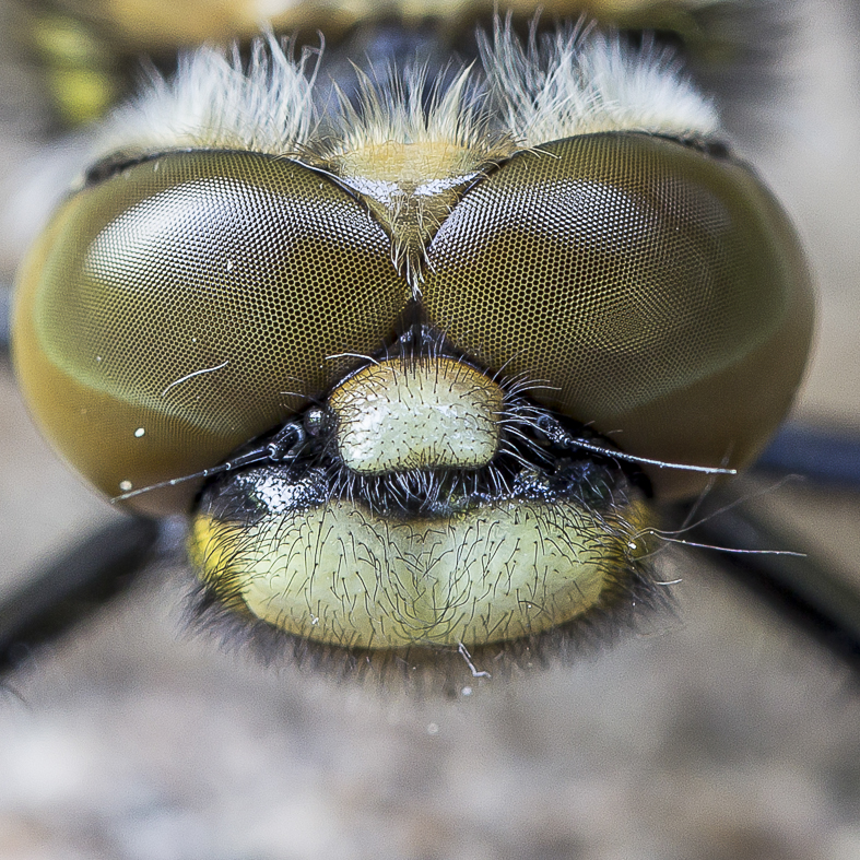 Vierflecklibelle Detail 2