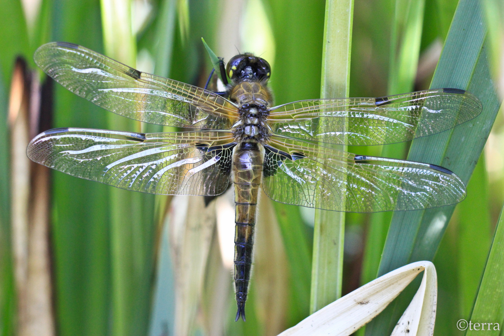 Vierflecklibelle