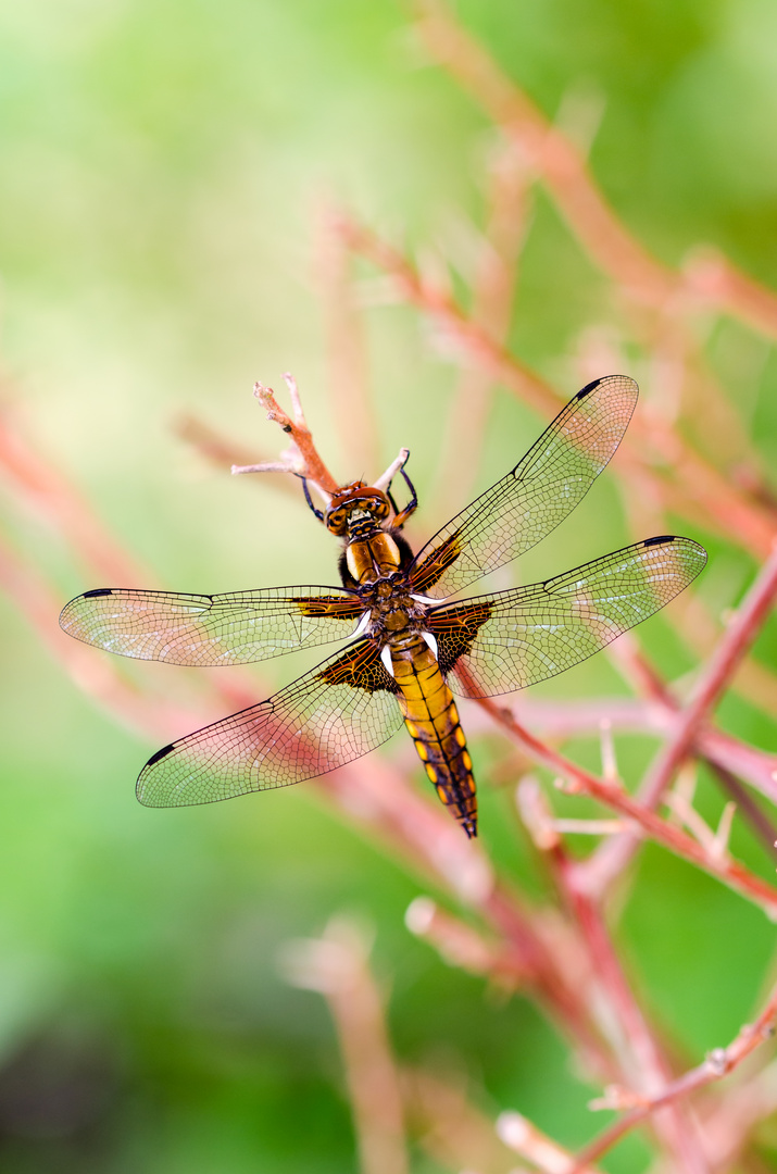 Vierflecklibelle