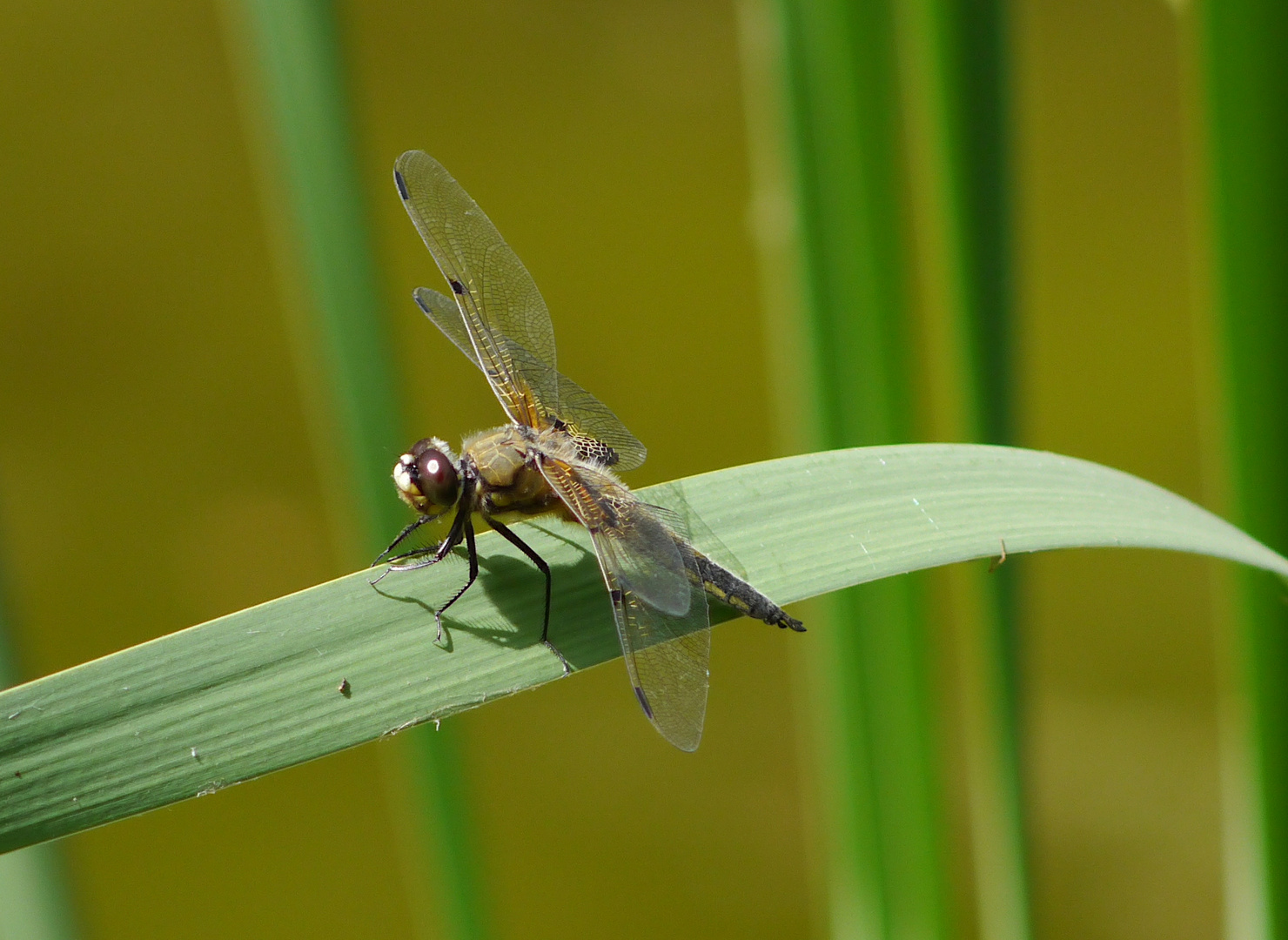 Vierflecklibelle