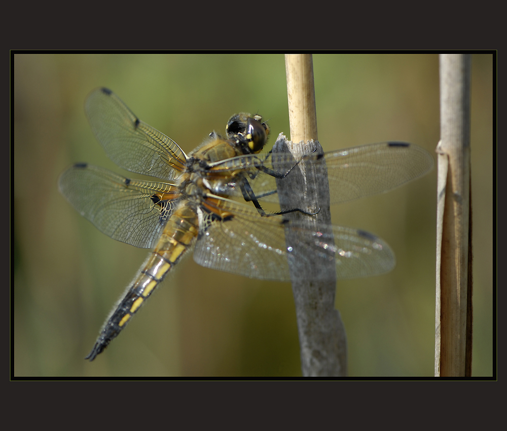 Vierflecklibelle