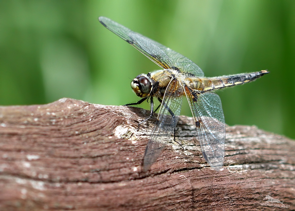 Vierflecklibelle