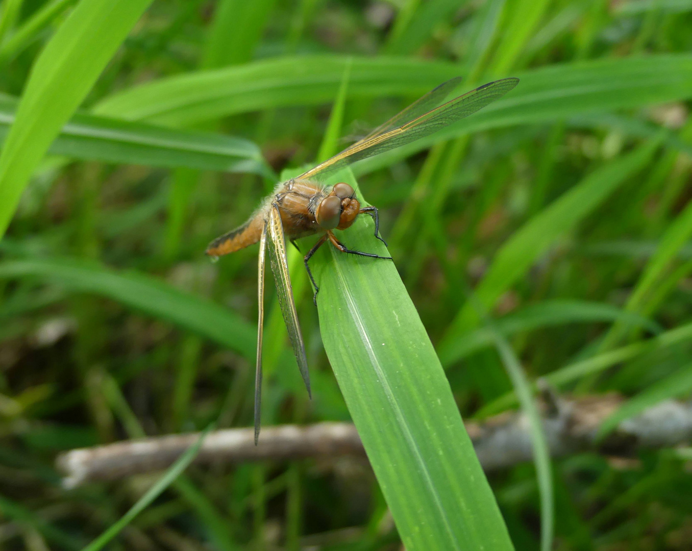 Vierflecklibelle