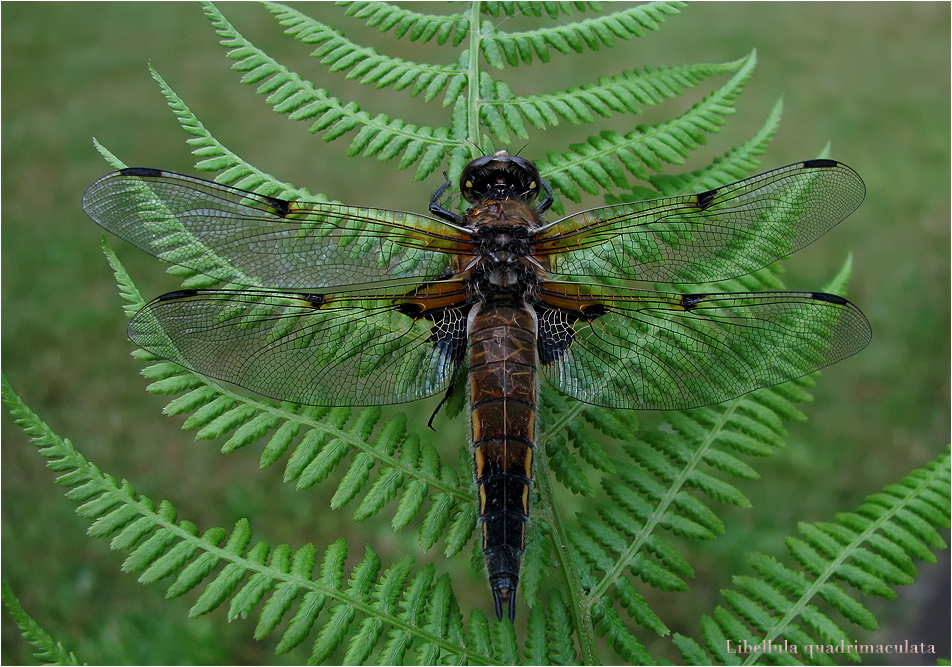 Vierflecklibelle