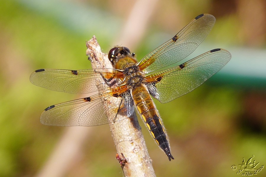 Vierflecklibelle