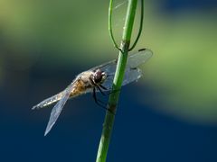 Vierflecklibelle