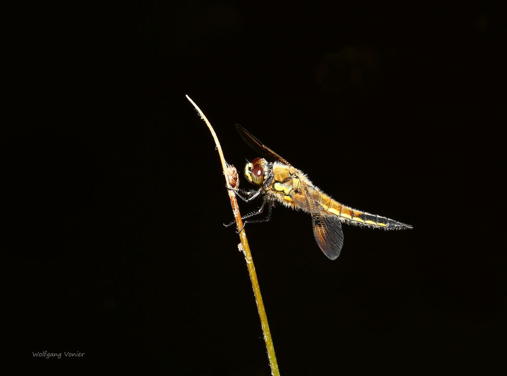 Vierflecklibelle