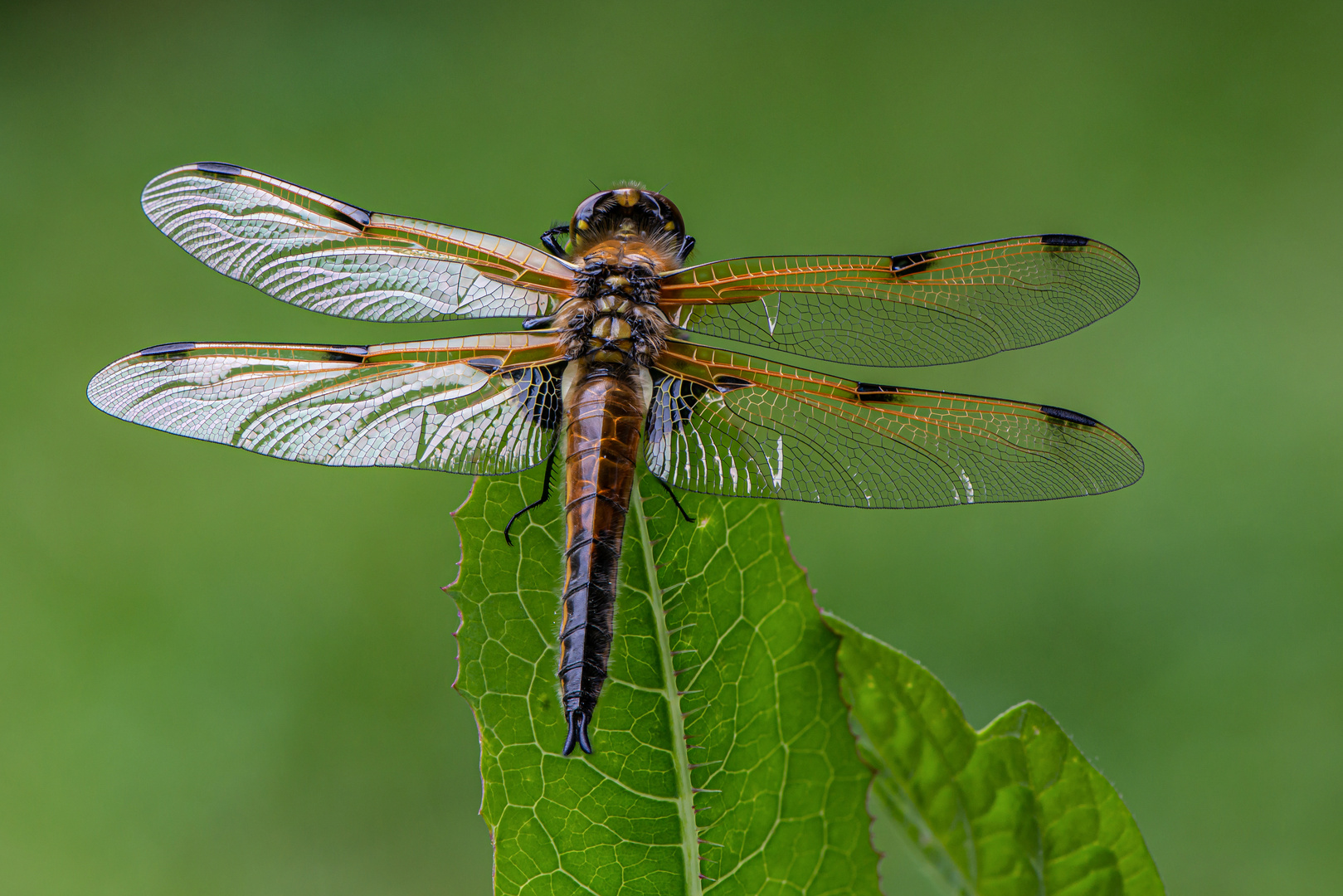 Vierflecklibelle