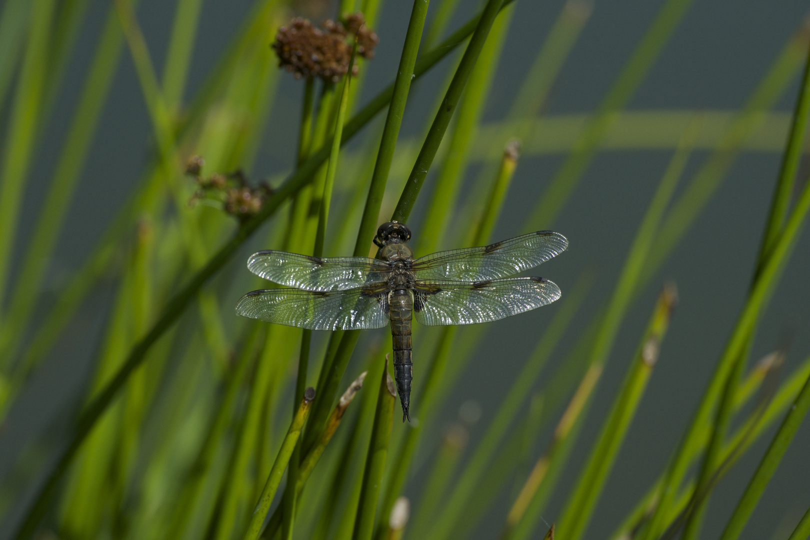 Vierflecklibelle