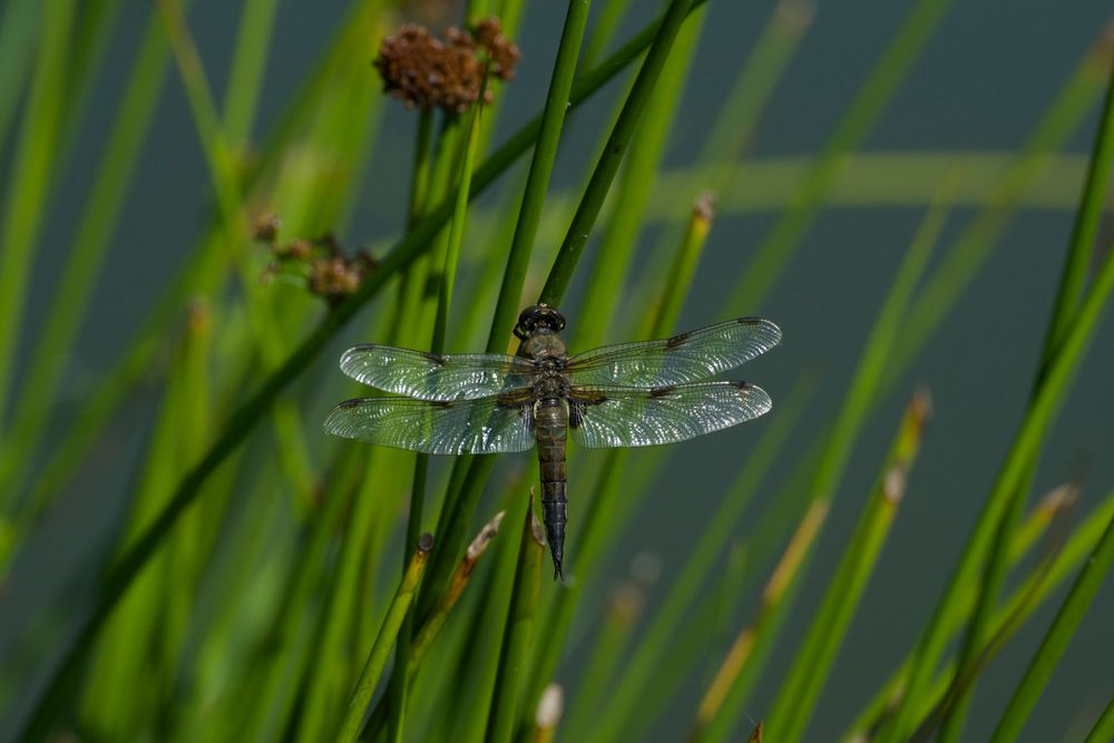 Vierflecklibelle