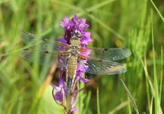 Vierflecklibelle