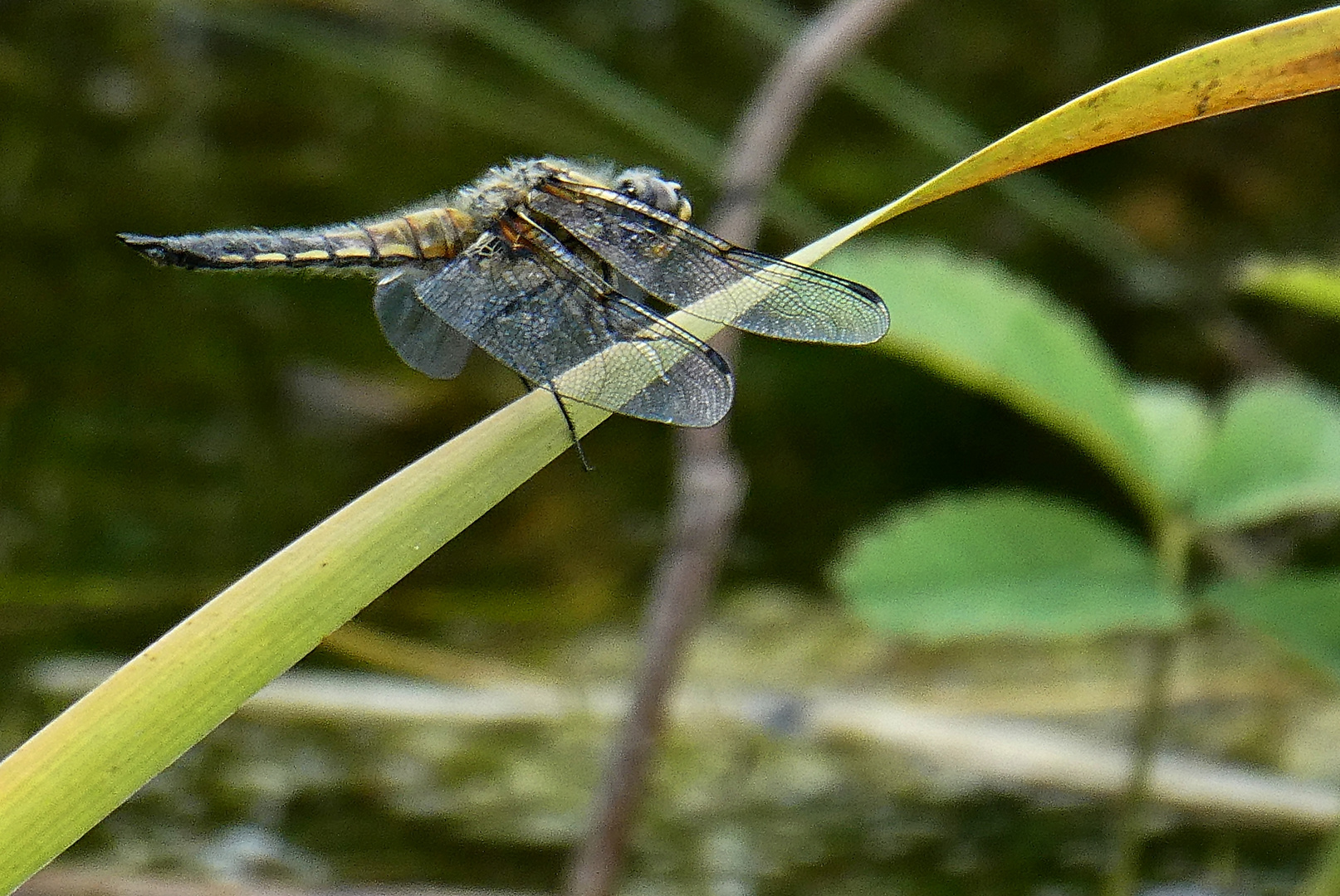 Vierflecklibelle