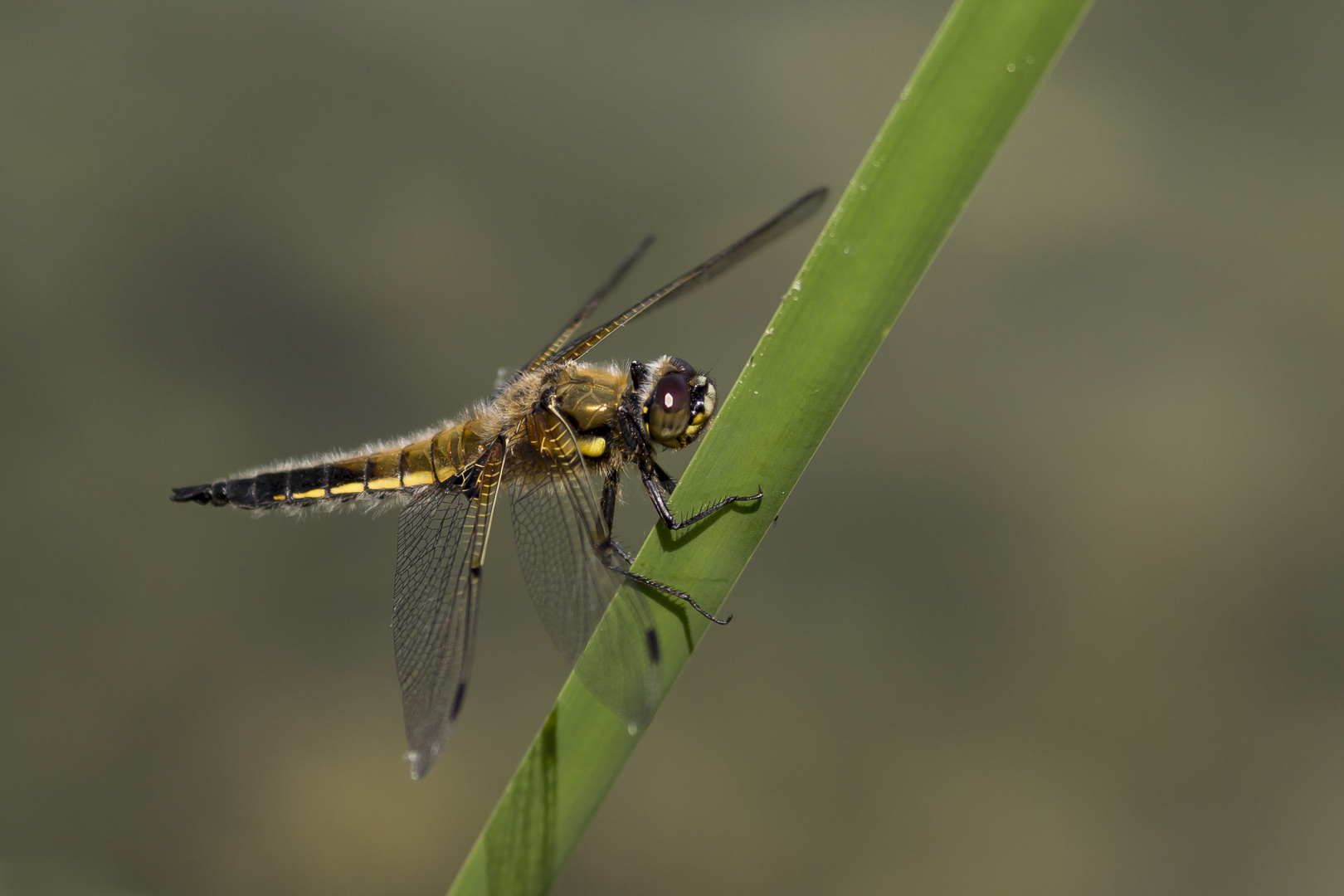 Vierflecklibelle