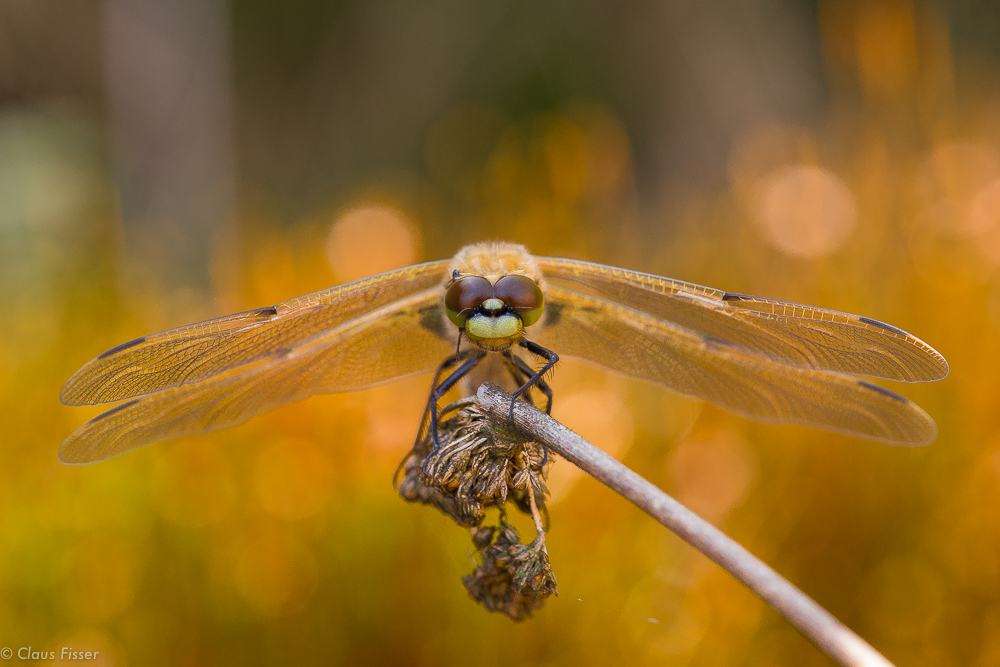 Vierflecklibelle - frontal