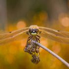 Vierflecklibelle - frontal