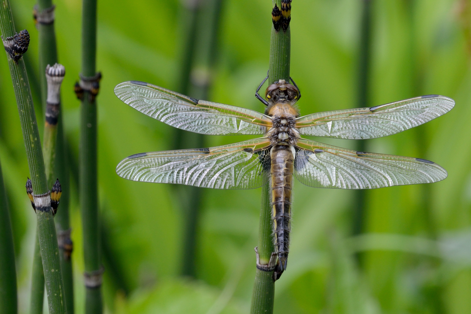 Vierflecklibelle, gerade dem Wasser entstiegen