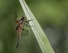 Vierflecklibelle, gestern geschlüpft und heut schon ein richtiger Wirbelwind....