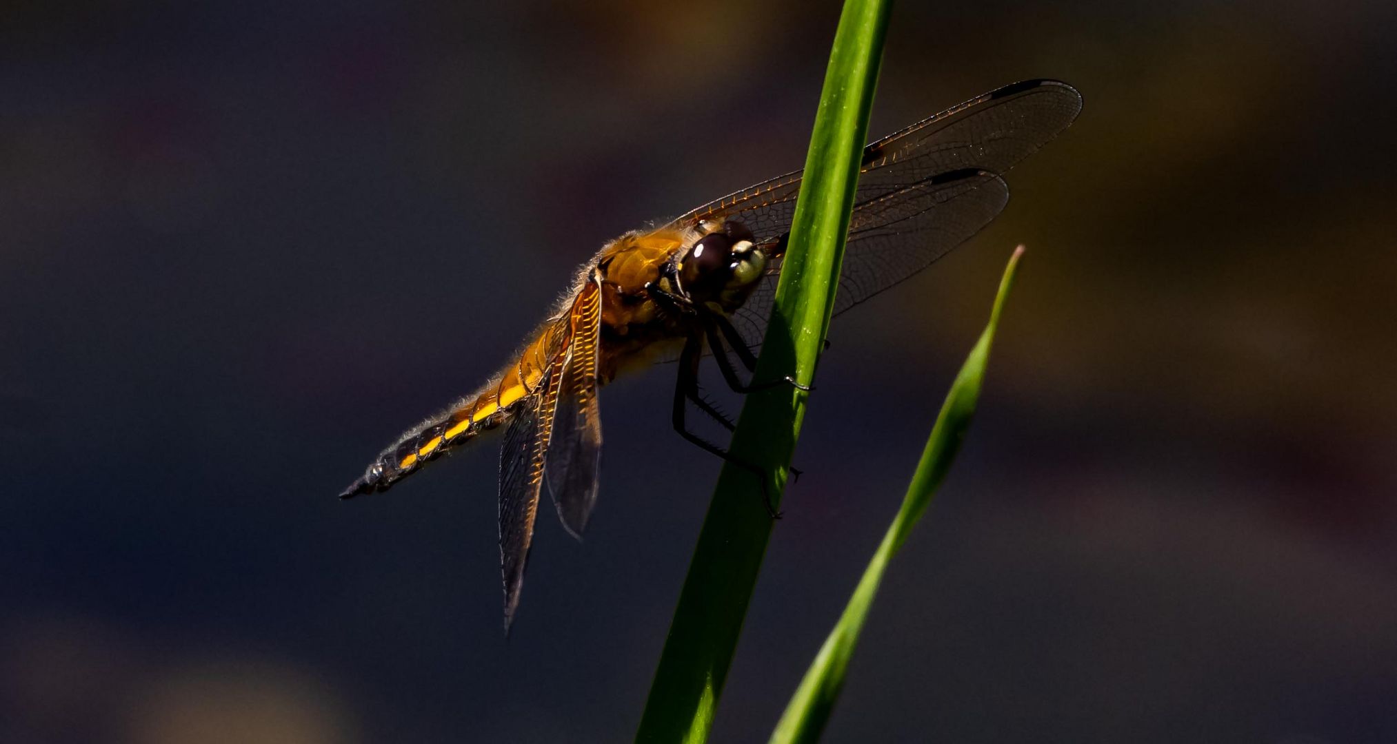 Vierflecklibelle II