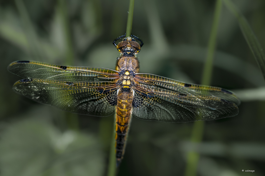 Vierflecklibelle im Abendlicht