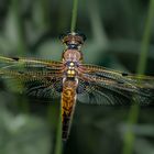 Vierflecklibelle im Abendlicht