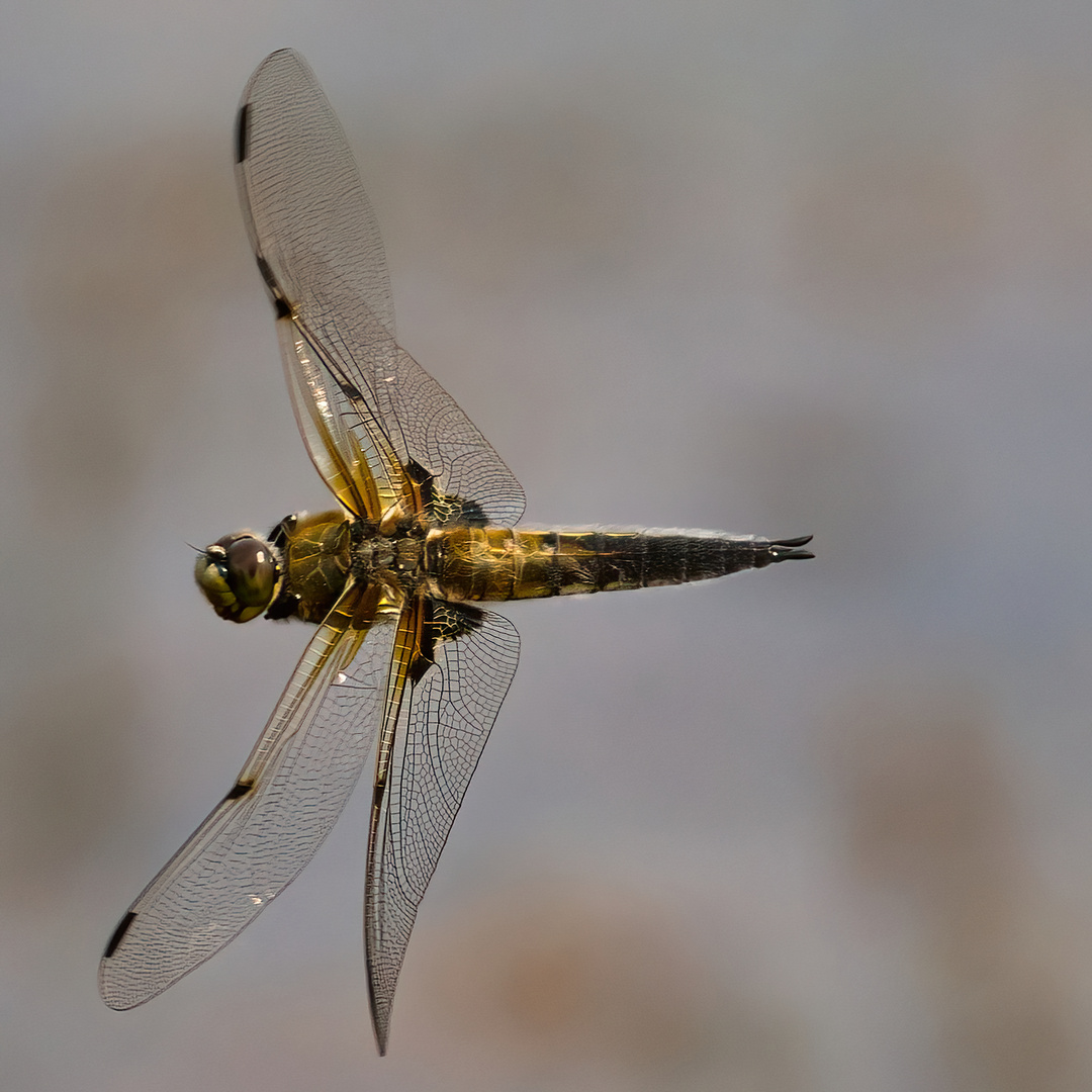 Vierflecklibelle im Flug