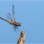 Vierflecklibelle im Landeanflug  .....