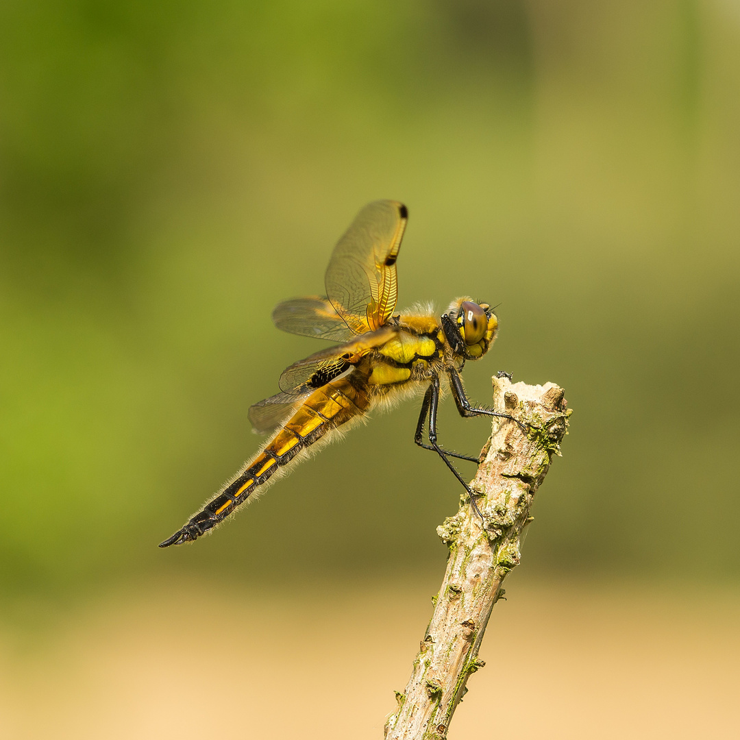 Vierflecklibelle im Profil