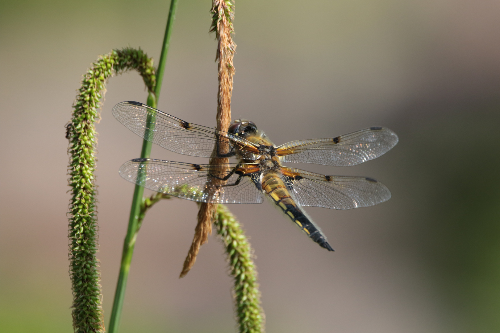 Vierflecklibelle IMG_1875