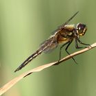 Vierflecklibelle in der Abendsonne